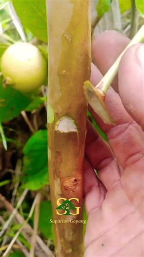 learn simple grafting💪 #gardening #grafting #satisfying #fruit #craft