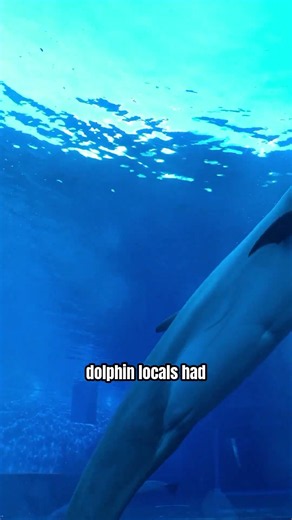 Moko Guided 76 Stranded Whales to Sea
