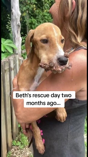 Beth's Heartwarming Rescue Transformation Story
