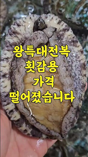 4/27일 완도 왕특대 전복 가격폭락 이크기에 이가격 실화냐 #완도전복 #왕특대전복 #가격폭락 #산지직송 #수산물직거래