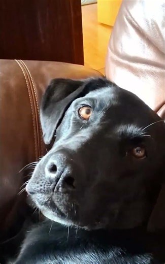 dont look behind you... #funny #dog #puppy #blacklabradore #blacklabs #blacklab #cute #cutepuppy