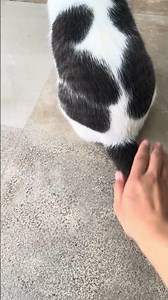 Cat pet at Cancun resort