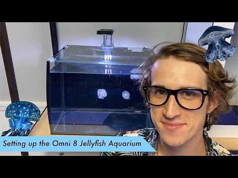 How to Start a Jellyfish Tank