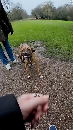 "He's not baring his teeth... it's his smile" 🥺 #rescuedog