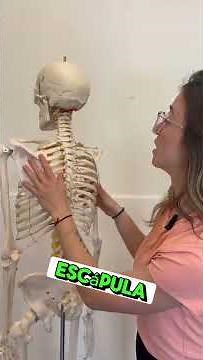 Esqueleto Humano para estudio 1,80mts, extremidades y cráneo desmontable, raices nerviosas, ruedas.