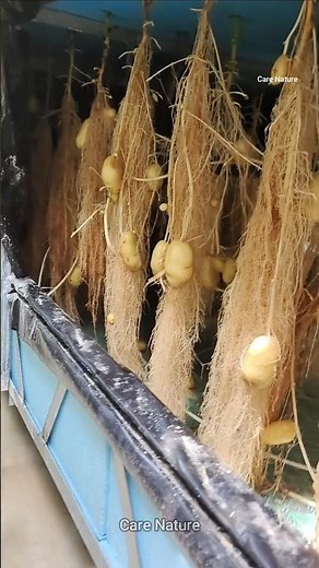 The ABSOLUTE BEST Way to Grow MORE Potatoes with Aeroponics