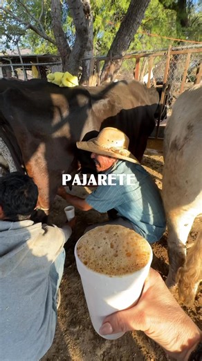 Pajarete Esta bebida es mucho más que un simple antojo; es un ritual que inicia desde las 6:00 a.m. en los corrales. Se prepara tradicionalmente con: • Leche bronca: Recién ordeñada para lograr esa espuma natural. • Chocolate en polvo o tableta: El toque dulce. • Café instantáneo: Para el despertar. • Alcohol de caña (96°): El famoso "piquete" que le da el carácter. En lugares como Ajijic, esta tradición sigue viva, uniendo a locales y visitantes en un ambiente de comunidad. #pajaretes #tradicio