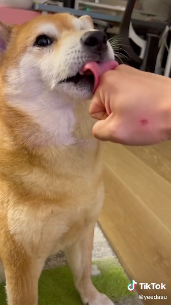 Dog Punches Cat: Funny Dog And Cat Videos