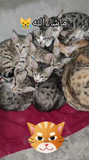 ‏😸😻😹😺🥰#funnyanimals #القطط_حيوانات_لطيفه