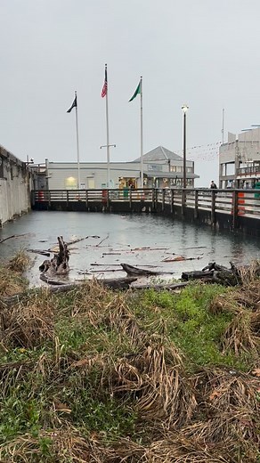 King tides are in! 👑 First one of the season today, November 5. These clips were taken when the tide was at 12.76! #pugetsound #pointdefiancemarina #tacoma #tacomawaterfront #gritcity #livelikethemountainisout #southsoundproud #parksandrec #parkstacoma #tacoma_wa #visitpiercecounty #kingtide | Point Defiance Marina