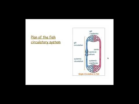3.1.2. Transport in Animals b) The different types of circulatory systems