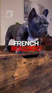 In this video, we explore the new top dog breed in the US - the French Bulldog. For the first time in over three decades, the Labrador Retriever has been unseated, and the French Bulldog has taken the crown as the most popular breed. | The Bully View