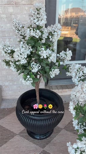 These faux crepe myrtles are one of my favorite curb appeal upgrades for spring🌞🌷 They look super realistic, have a soft touch feel, and you never have to water them or take care of them. Perfect for front porch planters, patio decor, entryway styling, and easy outdoor spring decorating without the maintenance. Such an easy way to give your home a quick spring glow up. #tiktokshopspringglowup #springpatio #hsn #outdoordecor