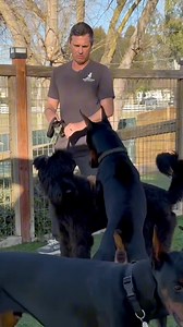 17K views · 102 reactions | Dominant intact males often posture & sometimes fight, you being bigger & stronger can mitigate things. | Beckman's Dog Training | Facebook