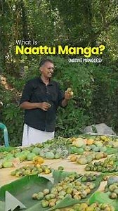what qualifies as a #native mango 🥭