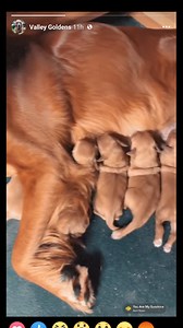 20K views · 1K reactions | ✨Golden Scholars✨ I found our next group...