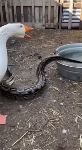 Male goose vs giant python #lion #giantpython