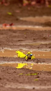 18K views · 209 reactions | The yellow coloration displayed by male...