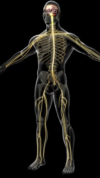 Basics of Peripheral nervous system