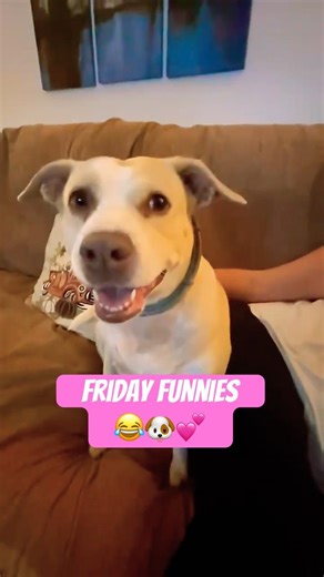 Friday Funnies! 😂🐶💕