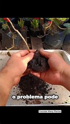 Want to Learn How to Take Care of Your Plants? Check out the full videos on the channel! - @wenyp...