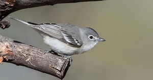 Plumbeous Vireo Identification, All About Birds, Cornell Lab of Ornithology