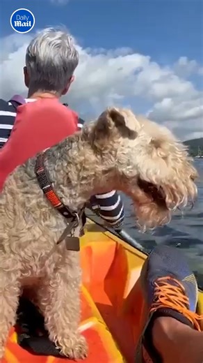 Bertie is so cute, he gets away with being naughty! 😍 | Daily Mail Video