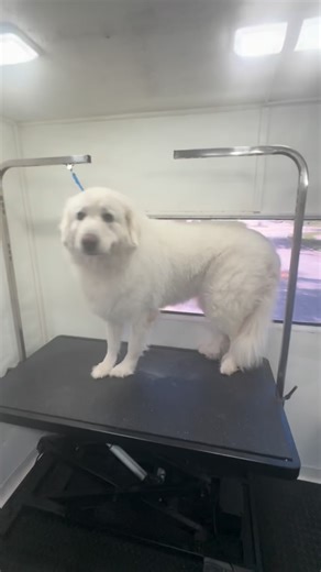 15 reactions |  Great Pyrenees Grooming & Dental Care 醴 The Great...