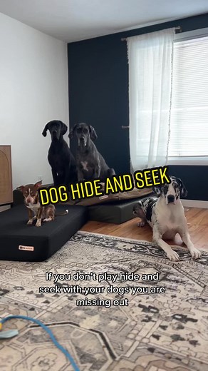 Guide to Playing Hide and Seek with Your Dog