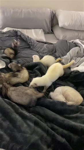 Ruby Rayne on TikTok