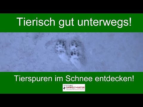 Tierisch gut unterwegs! Tierspuren im Schnee entdecken!