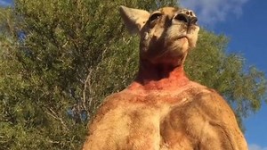 Muere el canguro 'culturista', el más conocido de Australia