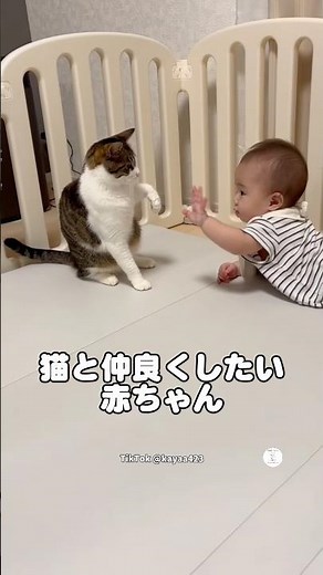 Baby getting a gentle cat punch 😂 #cat #cats #cuteat #baby #funny