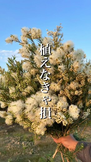 切り花として楽しむ庭木の魅力
