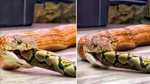 Giant Python Swallows Huge Snake Alive, Viral Video Will Give You Creeps. Watch