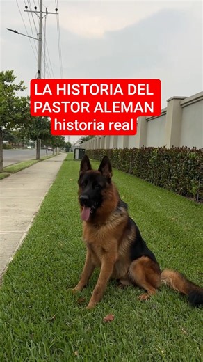 La Leyenda del Pastor Alemán: Su Historia Real