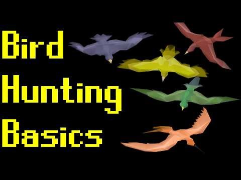 Basic Bird Hunting Guide 2019 (OSRS)