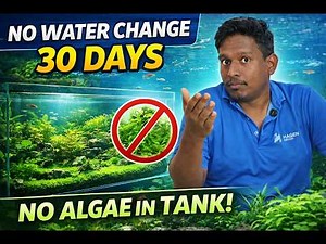 Best Soil for Your Aquarium Complete Guide to Aquarium Substrate