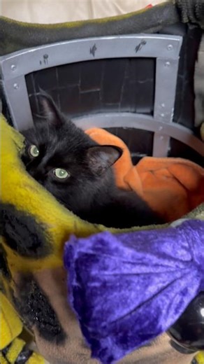 Cat Climbs Inside Springlock Suit