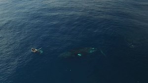 442K views · 2.4K reactions | A humpback whale teaches her newborn calf how to breach in Byron Bay! | Outback & Under | Facebook