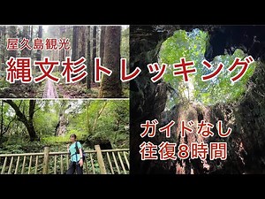 [Yakushima Sightseeing] Jomon Cedar Trekking without a guide #Jomon Cedar #Trekking #Yakushima