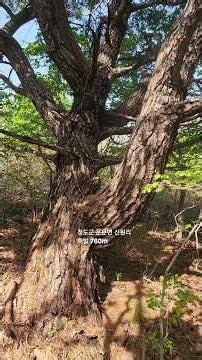 운문산 능선 수령이 100년 이상 된 소나무, 청도군 운문면 신원리 & 밀양시 산내면 삼양리