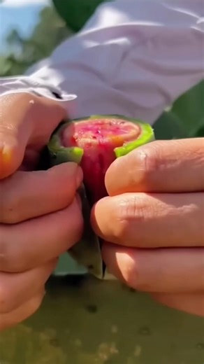 Kaiktash Fruit (कैथा) Ke Fayde 😲 | Rare Desi Fruit Benefits | Healthy Summer Fruit #shorts