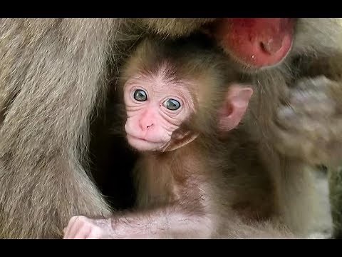 Introduction of Baby Monkey J