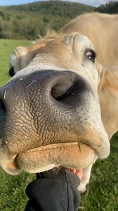 41K views · 2.2K reactions | Brown Swiss cows like Greg are highly...