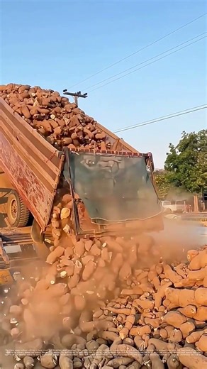 Tipping the Scales: How Workers Unload Sweet Potatoes with Precision and Care