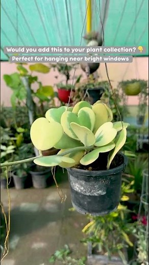 Heart Leaf Hoya: The Cutest Hanging Plant You’ll Ever See