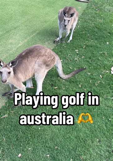 Kangaroos on the Golf Course: A Unique Australian Experience