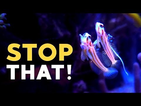 EPIC Pairing of Yasha Goby!!