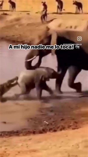 #fypシ #reels #viral #conmihijonotemetas #volando